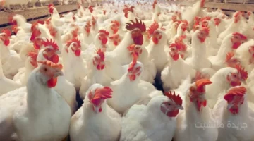 تراجع ملحوظ.. أسعار الفراخ البيضاء في بداية تعاملات السبت تخالف توقعات التجار بشرى للمستهلكين 1